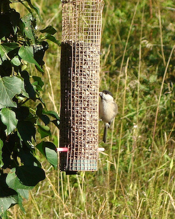 marsh tit